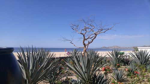 Plants by sea against clear sky