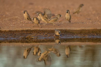 Flock of birds in a lake