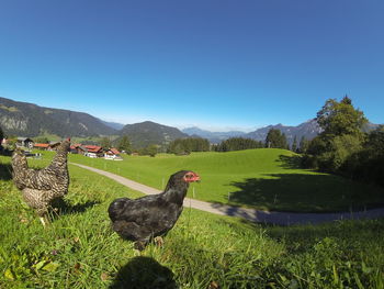 Scenic view of landscape against clear sky