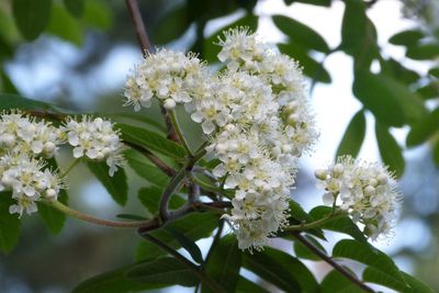 Close-up of cherry blossoms