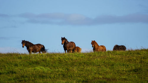 Horses on a field