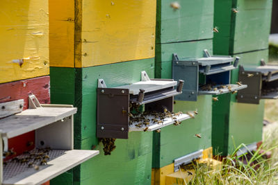 Close-up of bees on yellow wall