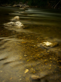 Trees in water