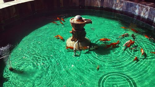 High angle view of fish swimming in artificial pond