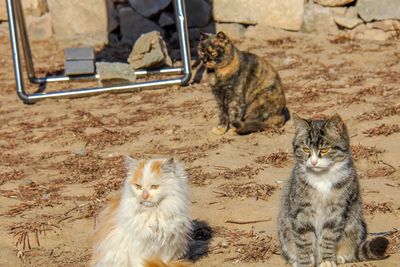 Portrait of cats sitting outdoors