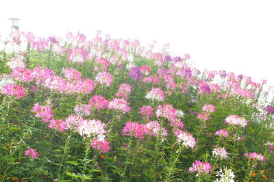 Pink flowers blooming against sky