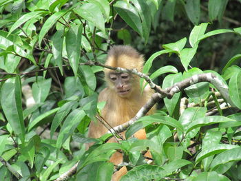 Portrait of monkey in a forest