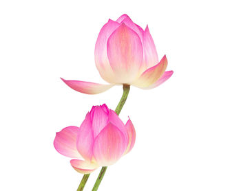 Close-up of pink rose against white background