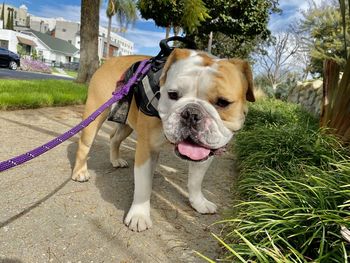 Dog sticking out tongue