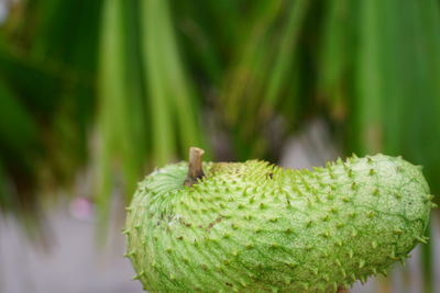 Close-up of fruit on plant