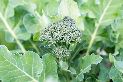 Inflorescence