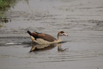 Duck swimming in lake