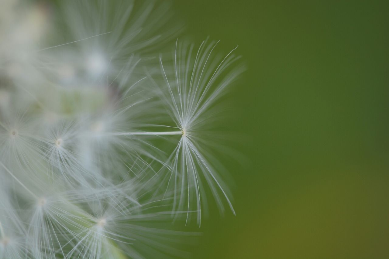 growth, nature, close-up, plant, beauty in nature, fragility, green color, outdoors, no people, focus on foreground, day, freshness, selective focus, tranquility, leaf, backgrounds, natural pattern, green, dandelion, full frame