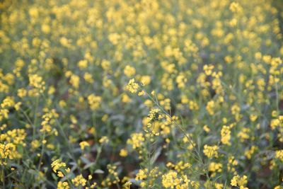 Close-up of yellow flowering plants on field