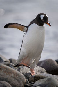 Gentoo penguin crosses shingle with flipper extended