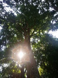 Low angle view of trees against sky