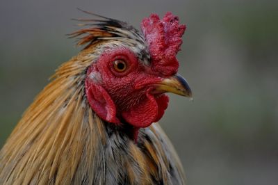 Close-up of rooster