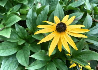 Close-up of yellow flowering plant