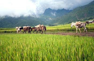 Horses in a field