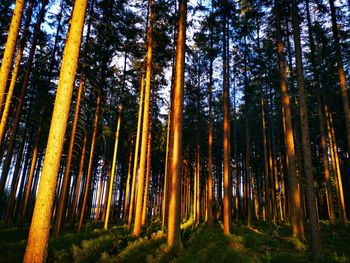 Low angle view of bamboo trees in forest