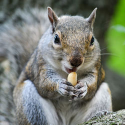 Portrait of squirrel eating peanut