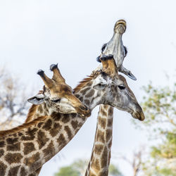 Low angle view of giraffe against clear sky