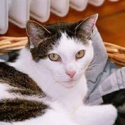 CLOSE-UP PORTRAIT OF CAT INDOORS