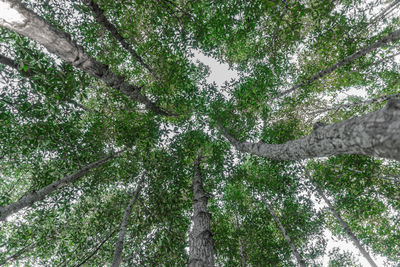 Low angle view of tree in forest