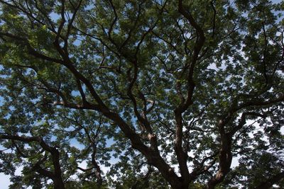 Low angle view of tree in forest