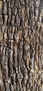 Full frame shot of tree trunk
