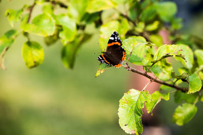 Close-up of butterfly perching on plant