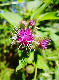 Close-up of thistle blooming outdoors