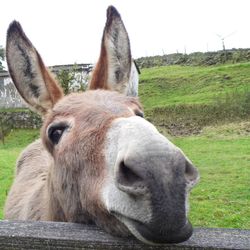 Close-up of horse on field against sky