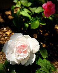 Close-up of rose roses