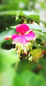 Close-up of pink flower blooming outdoors