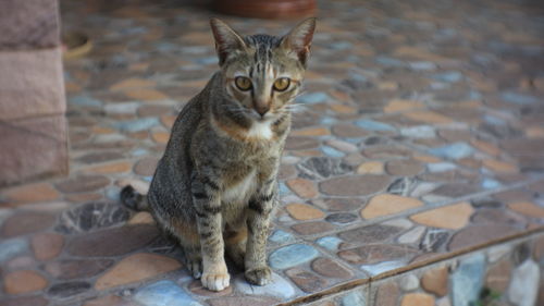 Portrait of cat sitting on floor