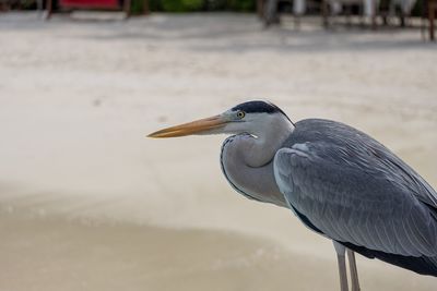 High angle view of gray heron perching