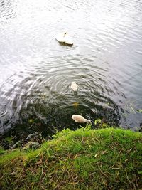 High angle view of swans swimming in lake