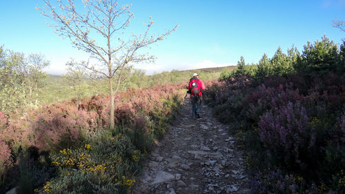 Rear view of hiker walking on footpath amidst plants