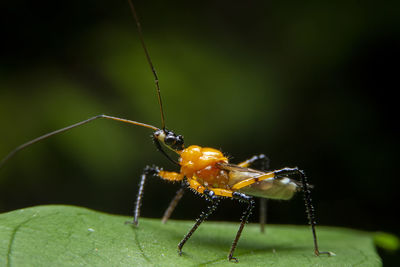 Close-up of insect