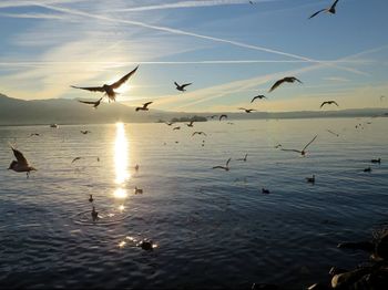 Seagulls flying over sea