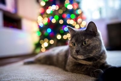 Portrait of cat by christmas tree