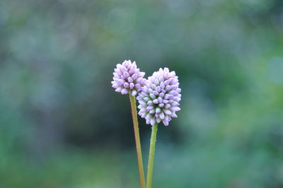 Close-up of pink flower