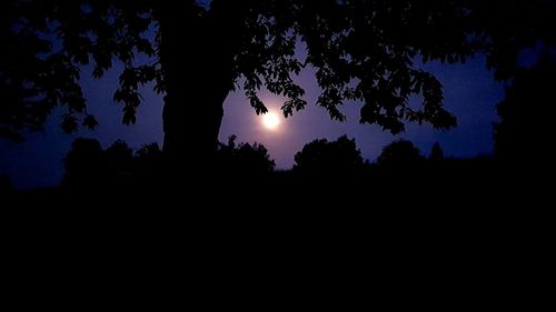 Low angle view of silhouette trees against sky at night
