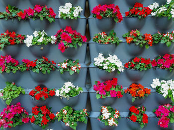 Full frame shot of flower arrangement on a wall 