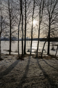 Bare trees on snow covered landscape