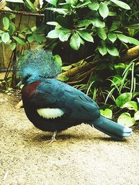 Close-up of bird perching on a field