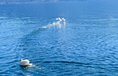 High angle view of duck swimming in sea