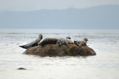 Seals on sea against sky