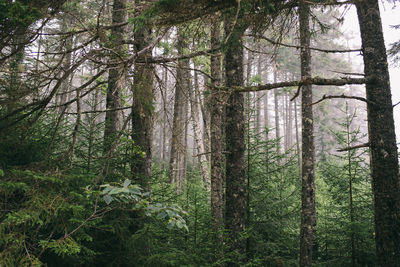 Pine trees in forest